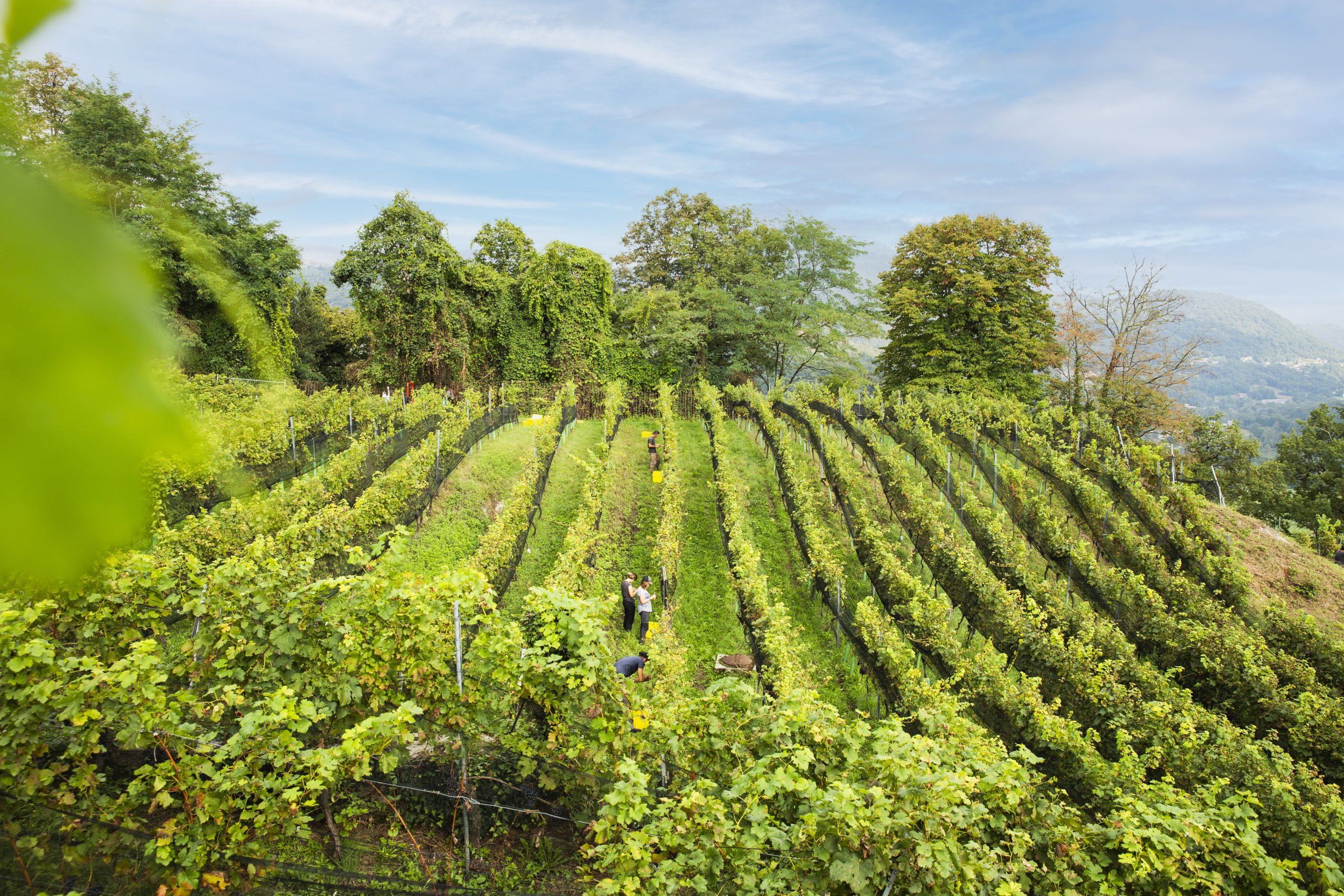 cantinehuber-vendemmia0032